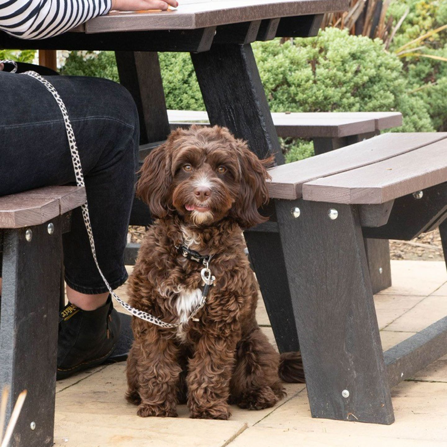 Your local dog friendly pub in Kimberworth